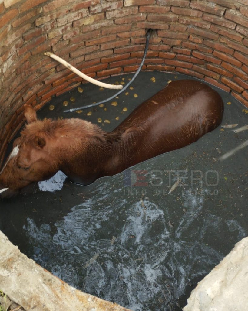 Impresionante operativo para rescatar a un caballo que cayó en un pozo en Señora Pujio