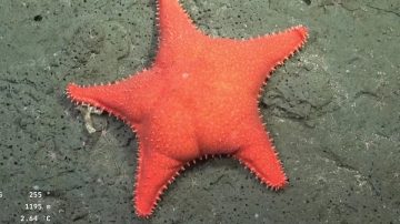 Misterios del fondo marino: arranca una nueva misión del Conicet con stream en vivo