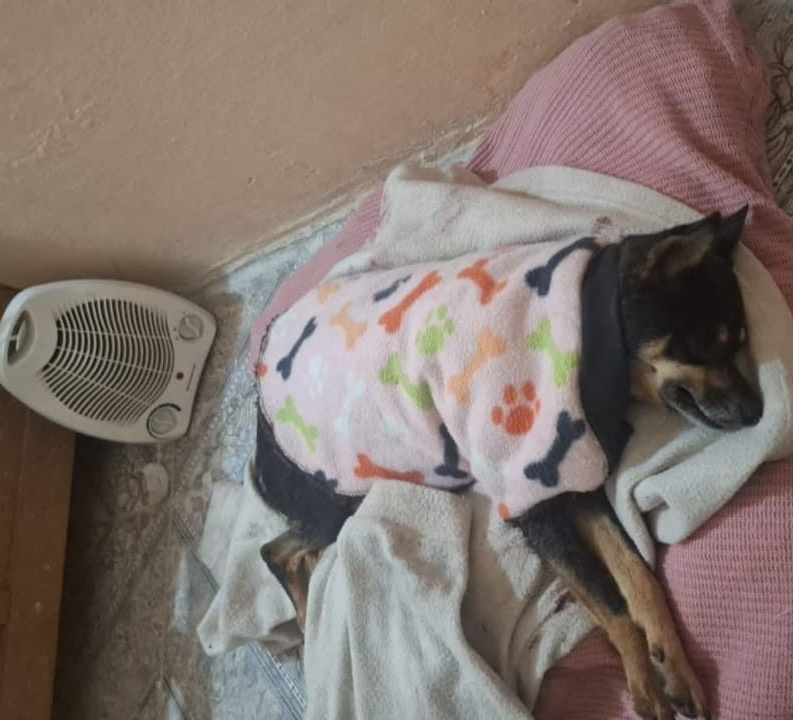 Tristeza en Añatuya: murió Corchita, la perra que fue apuñalada y abandonaron en el monte