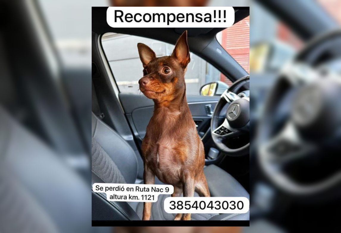 Ofrecen recompensa por una perrita perdida en Yanda