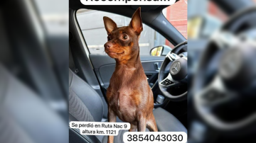 Ofrecen recompensa por una perrita perdida en Yanda