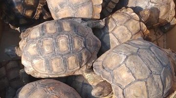 B° San Martín: Rescatan 13 tortugas en cautiverio y detienen a un sujeto