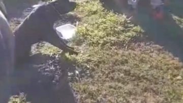 Cruel mujer ató a su perro al auto y lo arrastró por varias cuadras