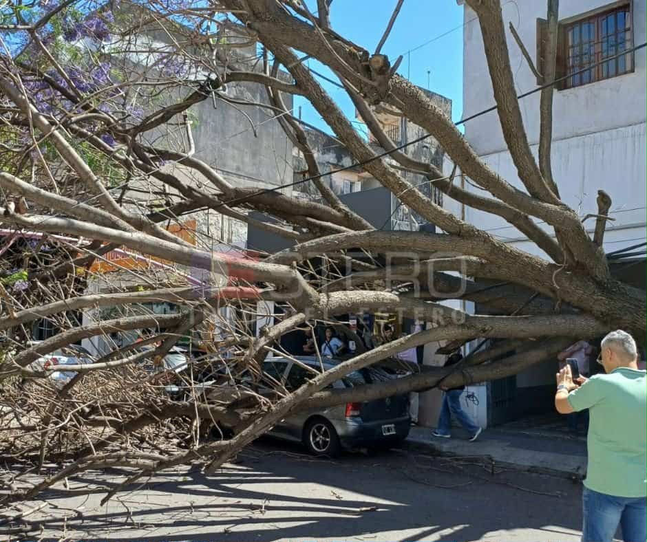Un árbol de gran tamaño cayó, dañó un auto estacionado y quedó atravesado en la calle: caos en el tránsito