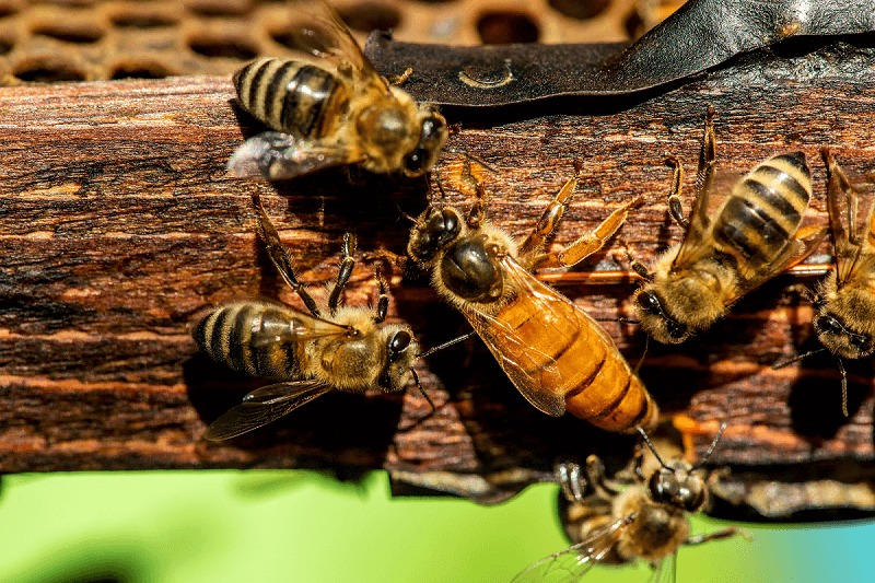 Récord de exportación argentina de abejas reinas y miel