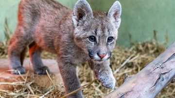 Condenaron al joven de 18 años que mató a garrotazos a un cachorro de puma y lo subió a redes