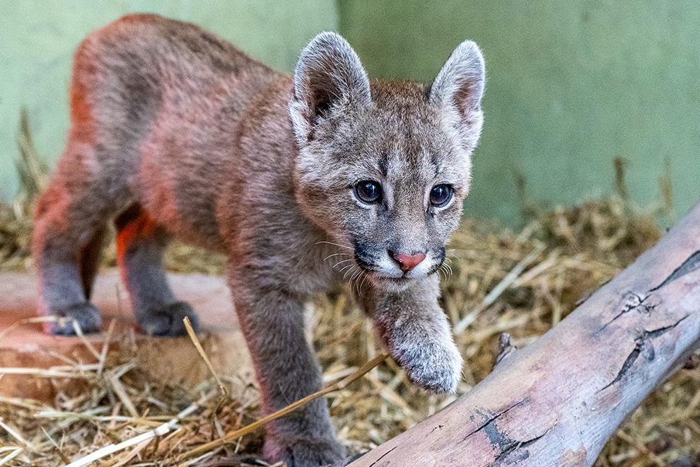 Condenaron al joven de 18 años que mató a garrotazos a un cachorro de puma y lo subió a redes