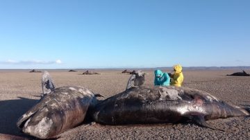 Tierra del Fuego: Aparecieron muertas 26 orcas en la bahía San Sebastián
