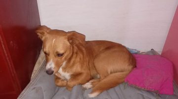 Una familia llora a “Galleta”: se perdió, lo buscaron y apareció atado con alambre, flotando en el Canal