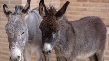 Los Telares: Llevaban 24 asnos lastimados y no portaban documentación del camión jaula