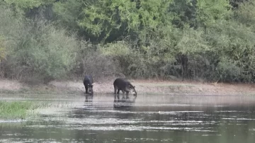 El hallazgo de una pareja de tapires que emocionó al Parque Nacional Copo