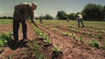 Trabajo rural: Prorrogan el decreto que fomenta el empleo formal y los beneficios sociales