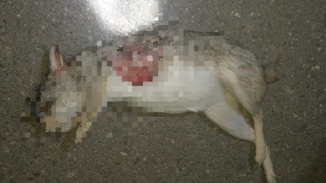 Un joven sufrió graves heridas tras chocar una vizcacha en la ruta 93