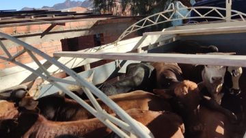 Tintina: impresionante robo de ganado puso en jaque la hacienda de un vecino de la zona