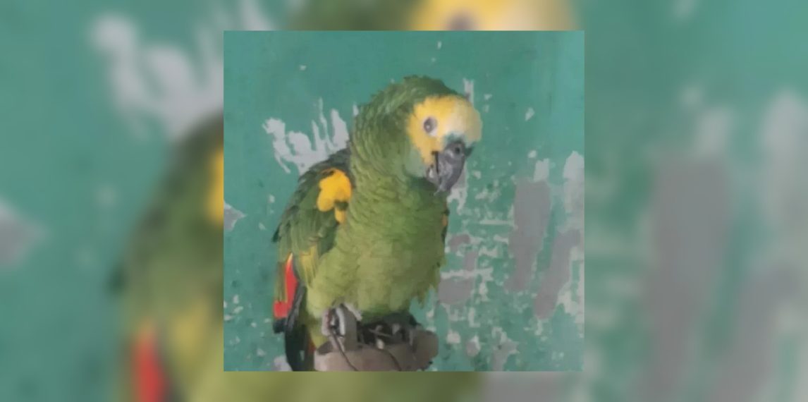 Diez días sin Aarón: buscan desesperadamente a un loro que vivía en el barrio San Fernando