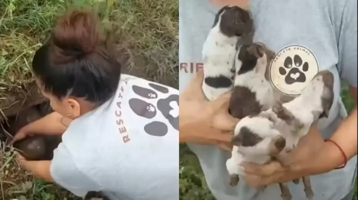 Un hombre de 81 años fue condenado por enterrar vivos a cuatro cachorros en Concepción