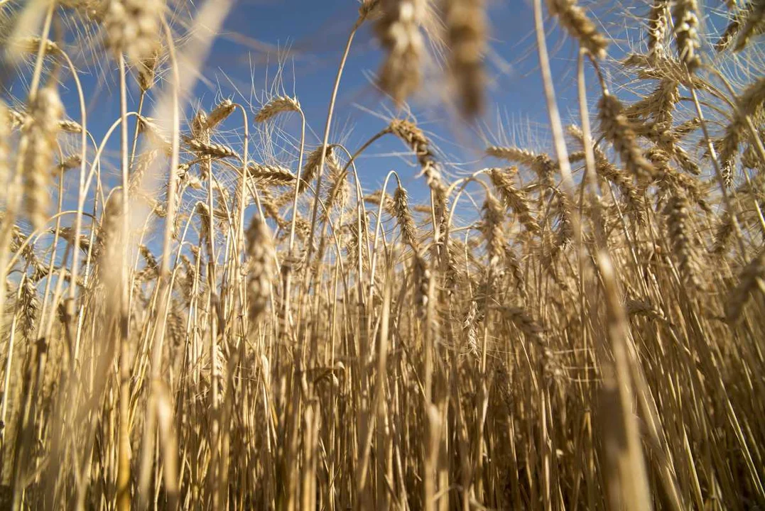 Sale el primer embarque de trigo argentino a China y se inaugura un nuevo flujo comercial