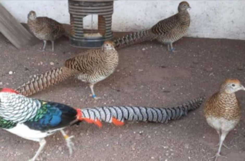 Rescataron más de 200 especies en peligro de extinción, eran vendidas por redes sociales: un detenido