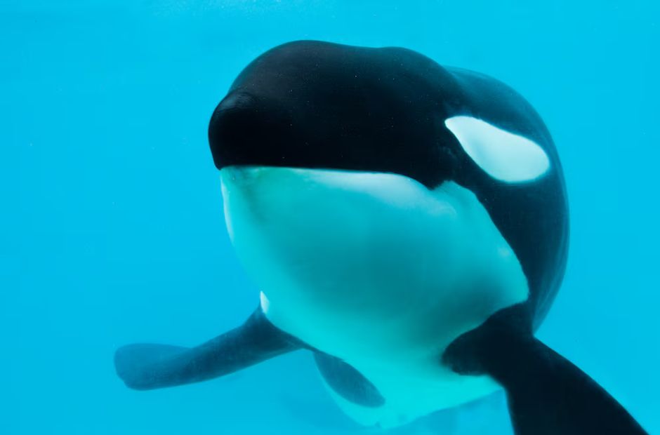 Murió Kshamenk, la orca fue rescatada en 1992 por Mundo Marino y vivió 33 años en cautiverio