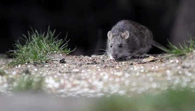 Un ciudadano canadiense quedó en aislamiento tras dar positivo por hantavirus