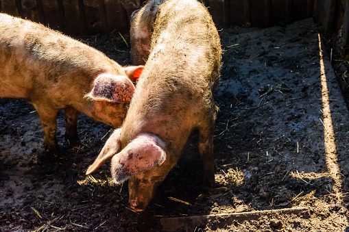 En vísperas de la Navidad, le robaron dos chanchos de 70 kilos de su corral