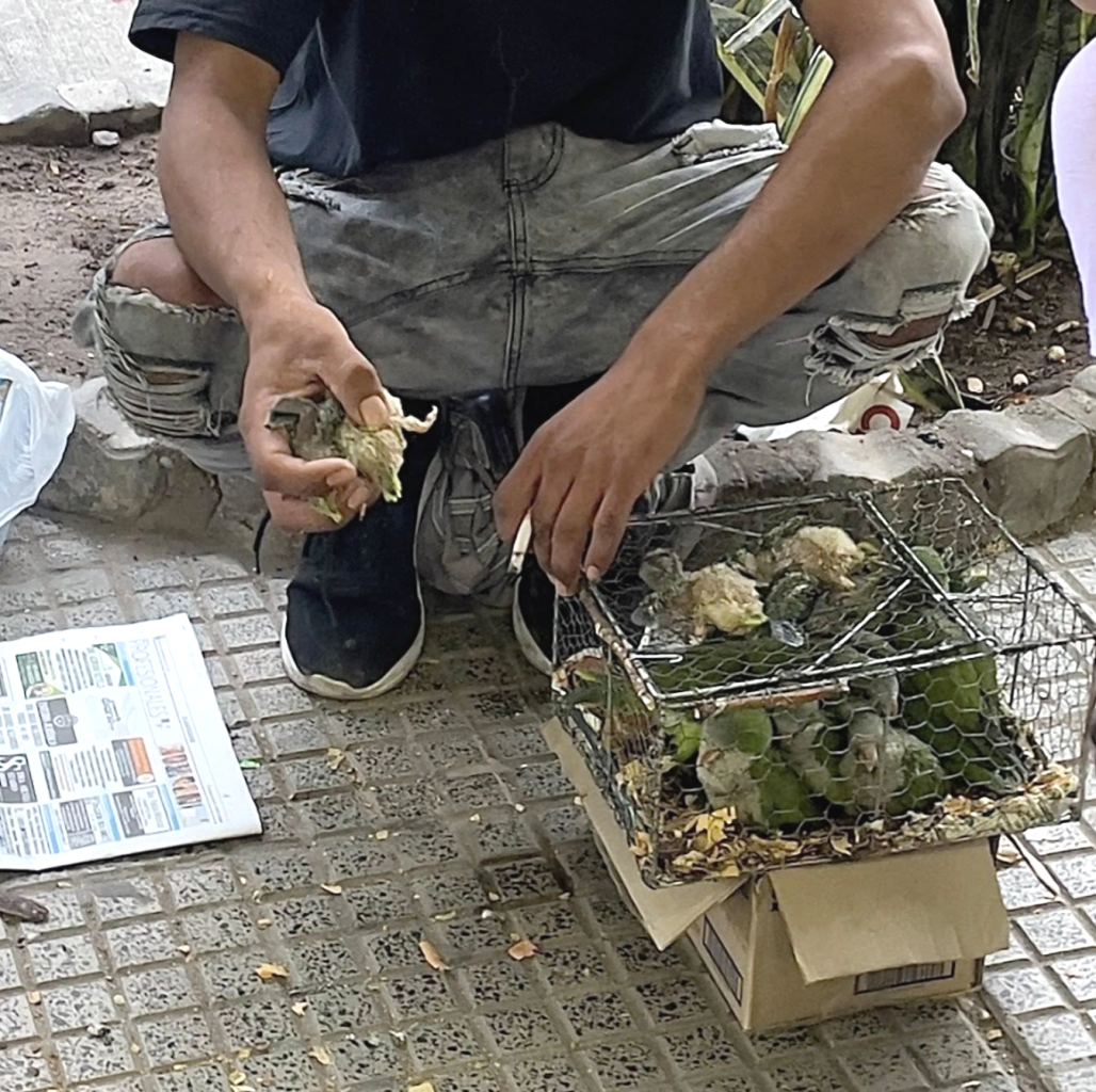 Indignación de una bandeña por un hombre que vendía catas en pleno centro: “La comercialización de la fauna silvestre es un delito”