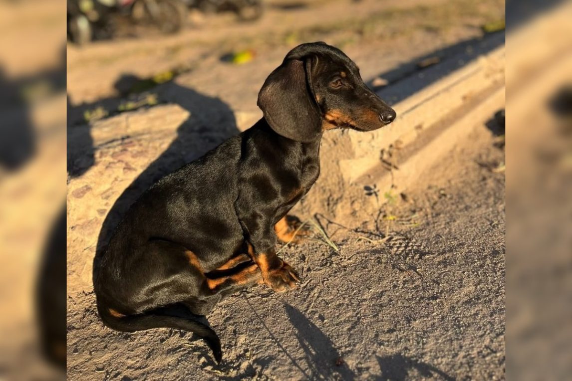 Buscan intensamente a “Simona”, una perrita perdida en el barrio 8 de Abril