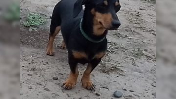 Ofrecen recompensa por “Flor”, una perrita salchicha que se extravió en Forres