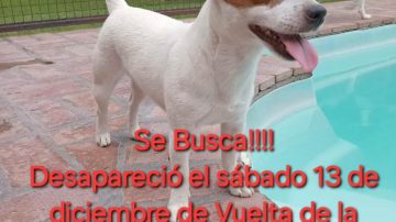 Desesperada búsqueda por un perrito desaparecido en la Vuelta de la Barranca