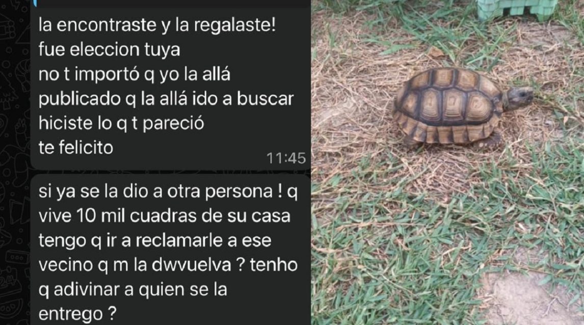 Dos tortugas “escapistas” desataron un gran escándalo entre vecinos del Saint Germés