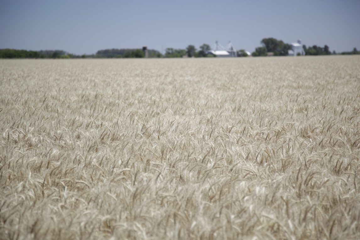 El Gobierno oficializó la baja de las retenciones para el campo