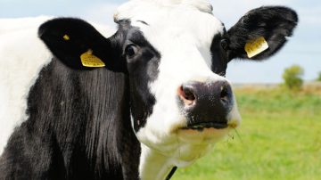 Tras un año desaparecida, una vaca desató un insólito conflicto en Tintina