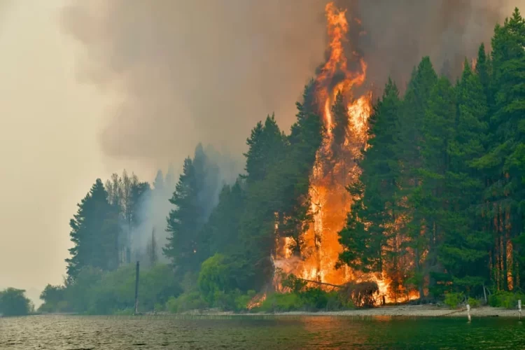 Declaran la emergencia ígnea en cuatro provincias por incendios en la Patagonia