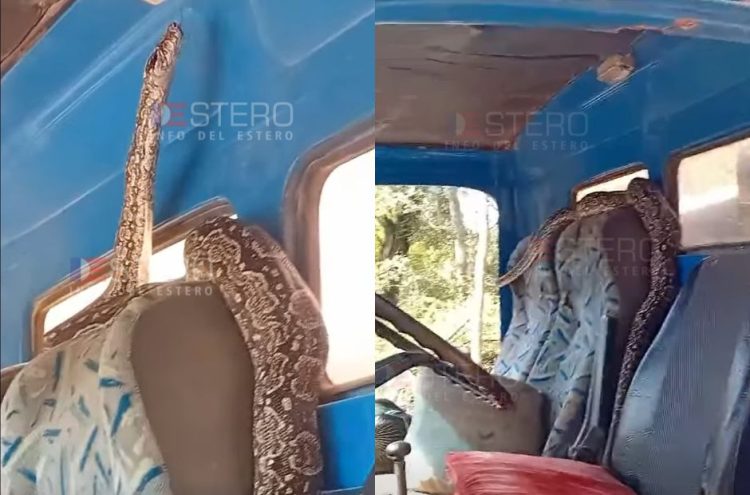 Susto en Monte Quemado: una ampalagua gigante sorprendió a camioneros dentro de la cabina