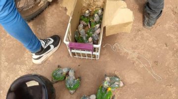 Comercialización ilegal de fauna: emiten alerta en la temporada en que loros bebés salen del nido