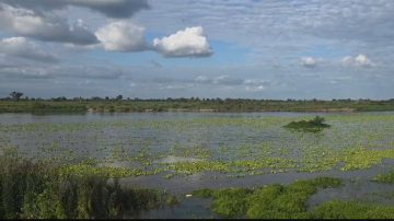 Aparición masiva de “algas” en el río Dulce genera sorpresa y preocupación