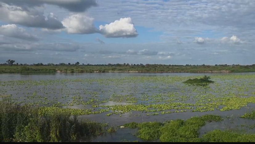 Aparición masiva de “algas” en el río Dulce genera sorpresa y preocupación