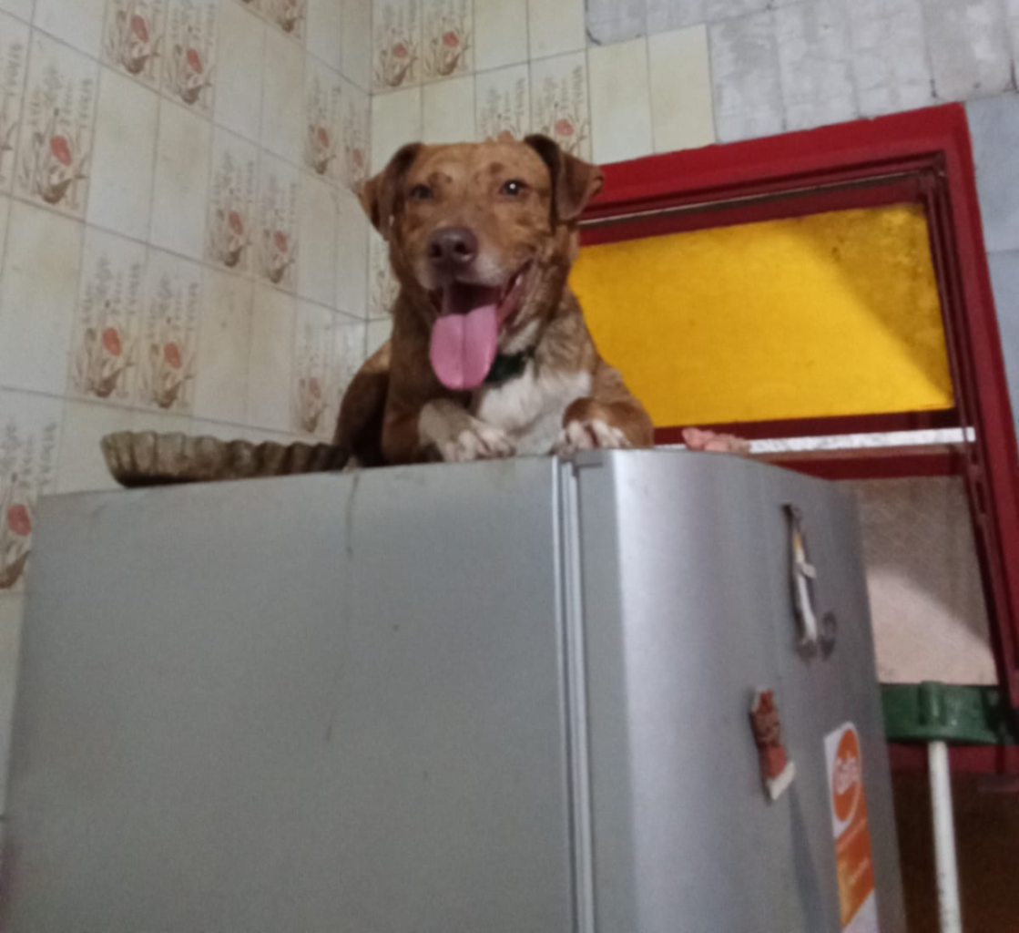 “Cachito”, el perro que terminó arriba de la heladera por los cohetes de Año Nuevo