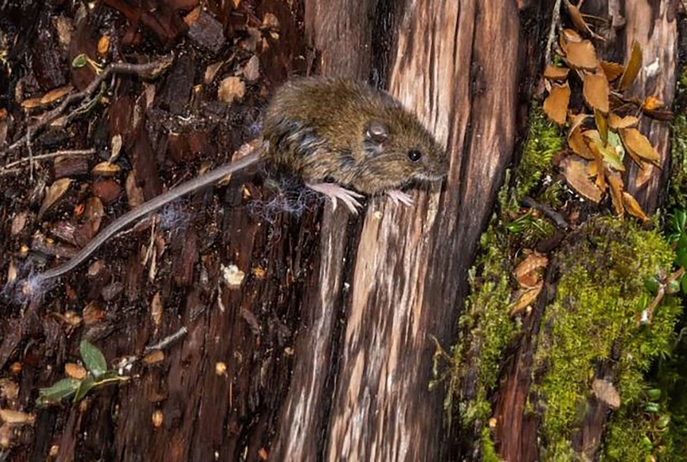 Murió otra nena por hantavirus en Buenos Aires y se enciende la alarma sanitaria en el país