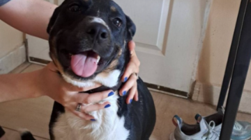 Buscan urgente un hogar para Pauli, la perrita que quedó sola tras el crimen en el barrio Centenario