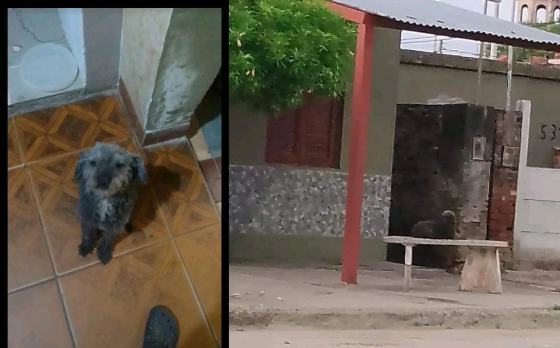 Buscan desesperadamente a “Lupita”; su dueña atraviesa un tratamiento oncológico