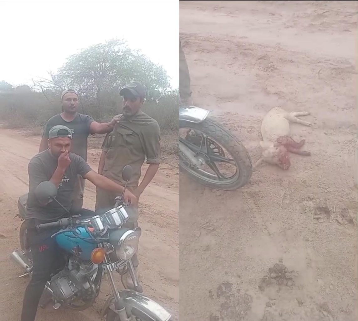 VÍDEO| Lo sorprendieron en pleno ilícito cuando se robaba un lechón