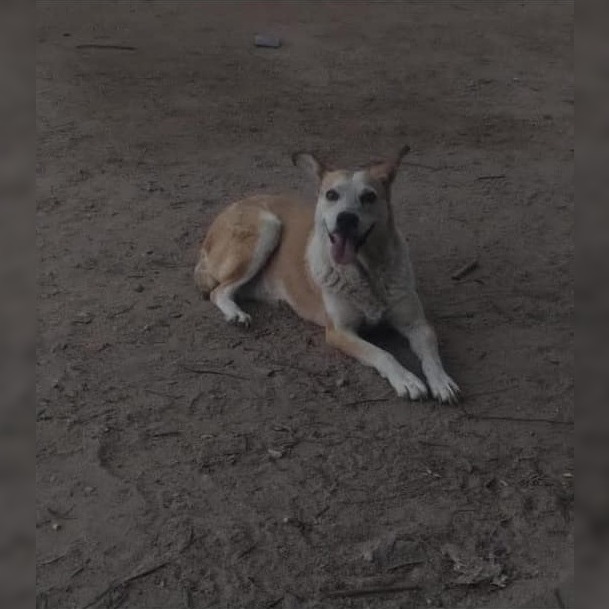 Buscan a una perrita que se extravió en la noche del 31 de diciembre
