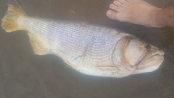 Denuncian mortandad de peces en el Río Dulce en Silípica