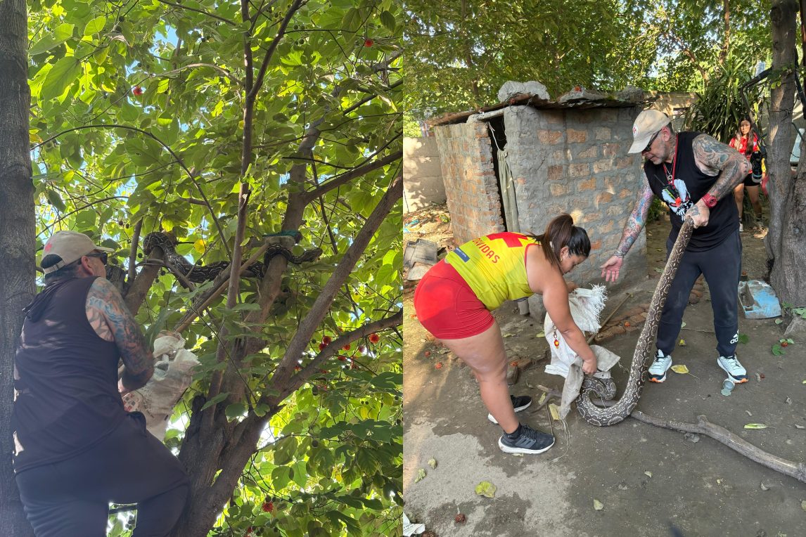 Una lampalagua de 2,5 metros “paseaba” por el B° Avenida: lograron rescatarla para su preservación