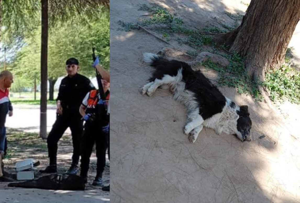 Un hombre acribilló a tiros a un perro en Loreto e investigan si tiene problemas mentales
