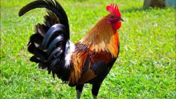 Cansado del cacareo, un vecino atacó a tiros a un gallo en plena tarde