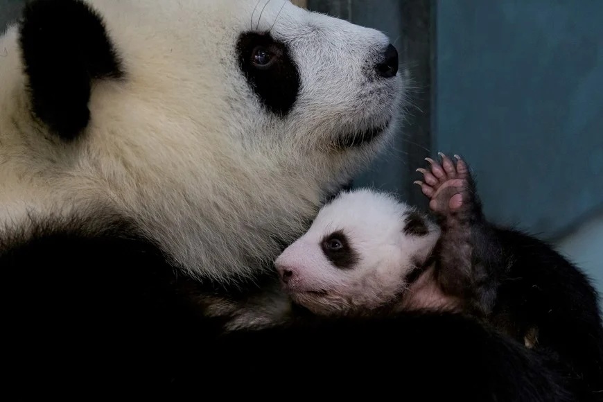 Del peligro a la esperanza: el oso panda salió de la lista de los animales en peligro de extinción