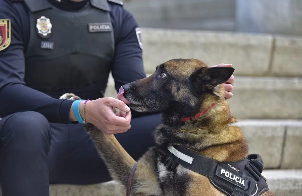 Día Mundial del Perro de Trabajo: reconocimiento a verdaderos héroes
