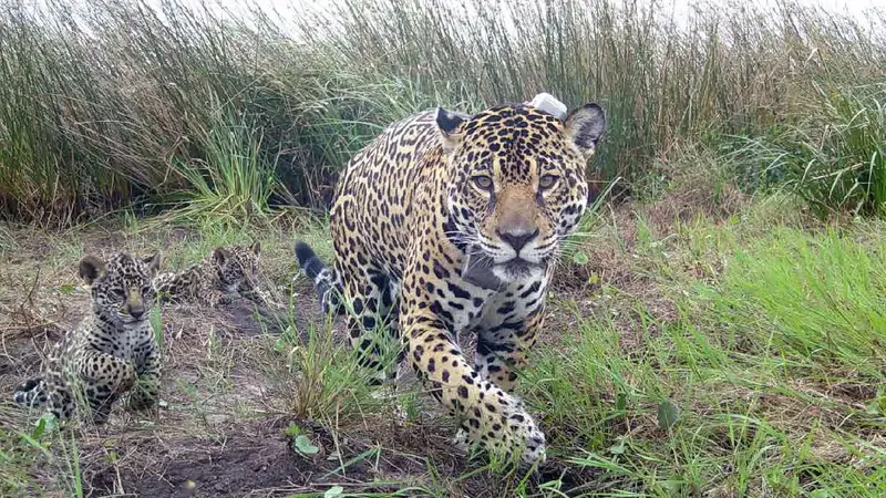 La yaguareté Janaína apareció con dos nuevas crías en Foz de Iguazú